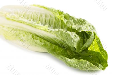 chinese cabbage