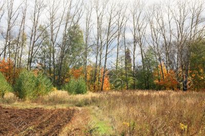 Plowed field at the edge of the forest