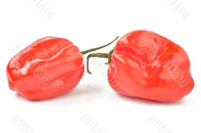 scotch bonnet peppers on a white background