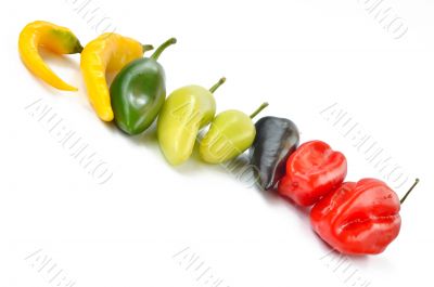 Multi-colored peppers on a white background