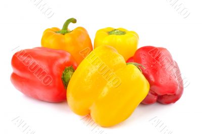 Multi-colored peppers on a white background Multi-colored peppers on a white background