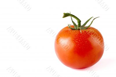 tomato