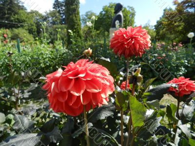 Red flowers in the garden