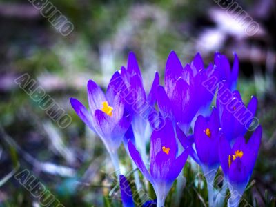 Flower-crocus-blue