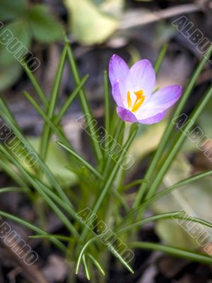 Flower-crocus-single Flower-crocus-single