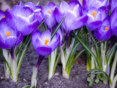 Flower-crocus-sand