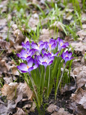 Flower-crocus-family