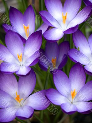 Flower-crocus-seven