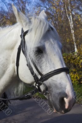Harnessed horses portrait Harnessed horses portrait