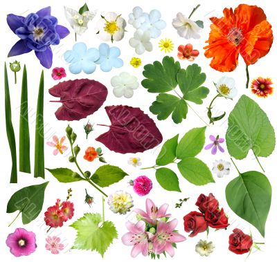 Set of plant elements - flowers and leaves. 