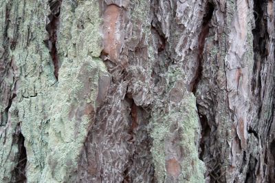 Background of a pine bark.