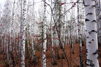 In the white forest in autumn.