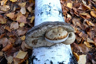 Unusual  fungus that grows on birch.