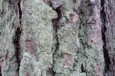 Part of a pine bark.