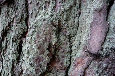 Pine bark as a background.