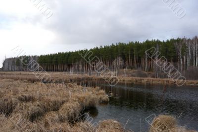 Before a pine forest on a cloudy day.