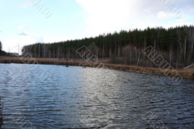 Lake and edge of a pine forest.