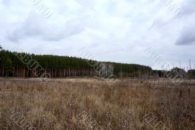 At the edge of a pine forest in autumn.