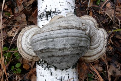 Unusual shelf fungus growing on the trunk of a birch.