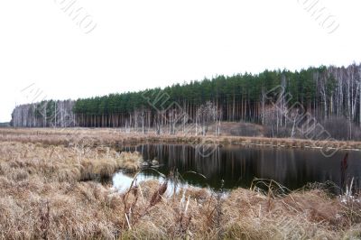 At the edge of a pine forest in autumn.