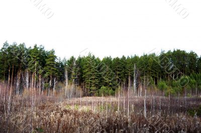 Before the pine forest in autumn.