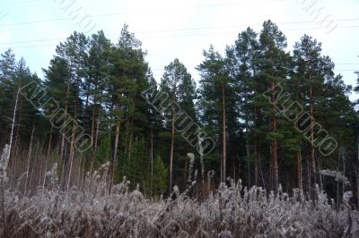 Pine forest in autumn day.