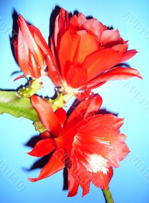 A beautiful red flowers epiphyllum.