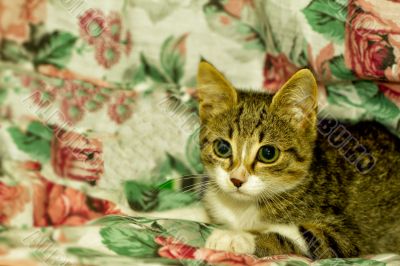 Cat Cat
