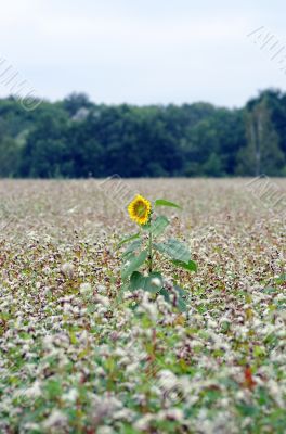Golden sunflower in the field of buckwheat.