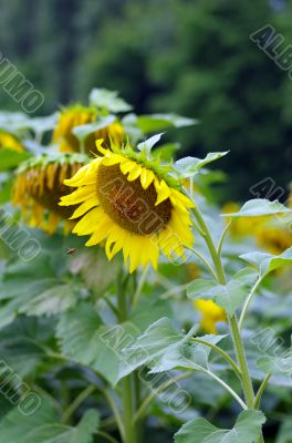 Sunflower field with honey bee