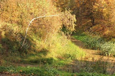 Dried pond in a park