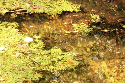 Water in the autumn pond Water in the autumn pond