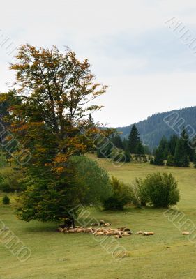 Sheep on Green Field