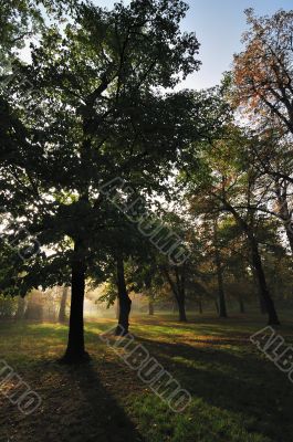 Autumn Morning Light