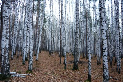 Autumn in the birch forest.