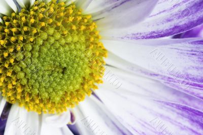 close up shot of pollens of a flower