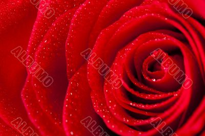 Close Up Rose Petals With Droplets