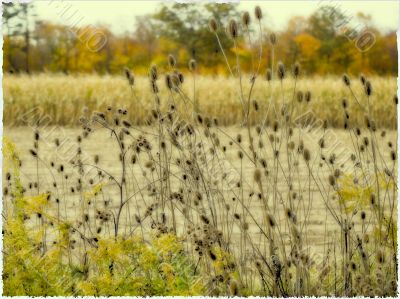cat tails in field