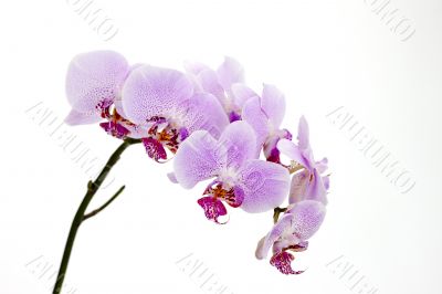 collection of beautiful pink orchids