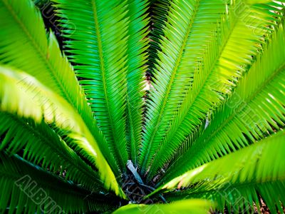 fanned fern