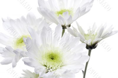 close up shot of white flowers