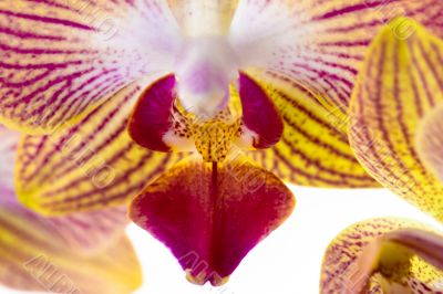Extreme close up of orchid