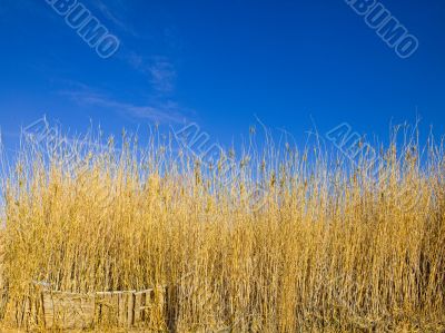 blades of tall weeds