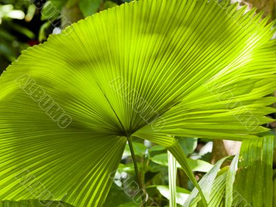 Fan Palm