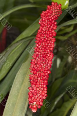 close up of a red flower and leaves