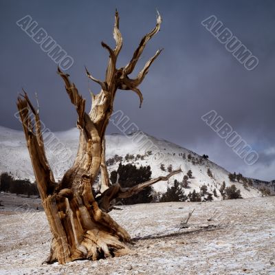 bristlecone pines