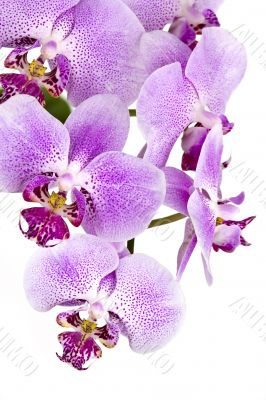 Full purple orchid composition