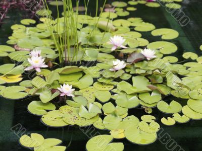 water lilies