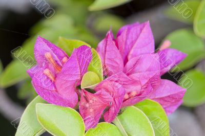 Bright Pink Flowers 