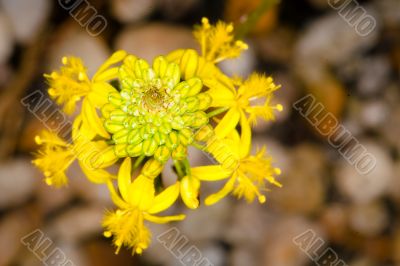 intricate yellow flower